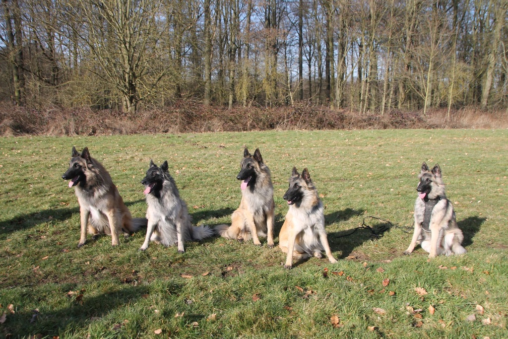 Starter Kit Chiens - Cours Online